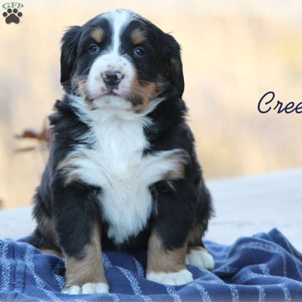 Creed, Bernese Mountain Dog Puppy